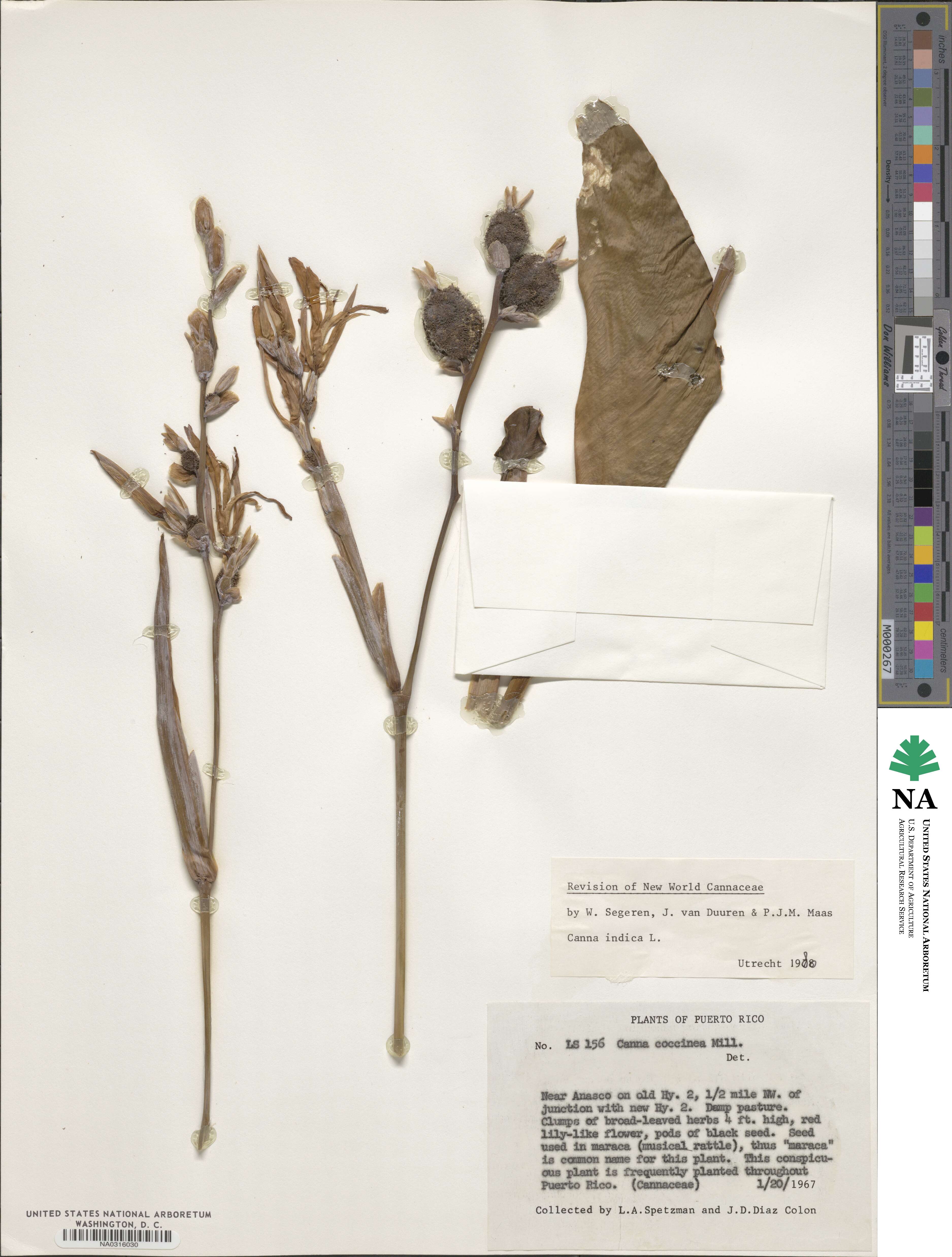 Canna indica image