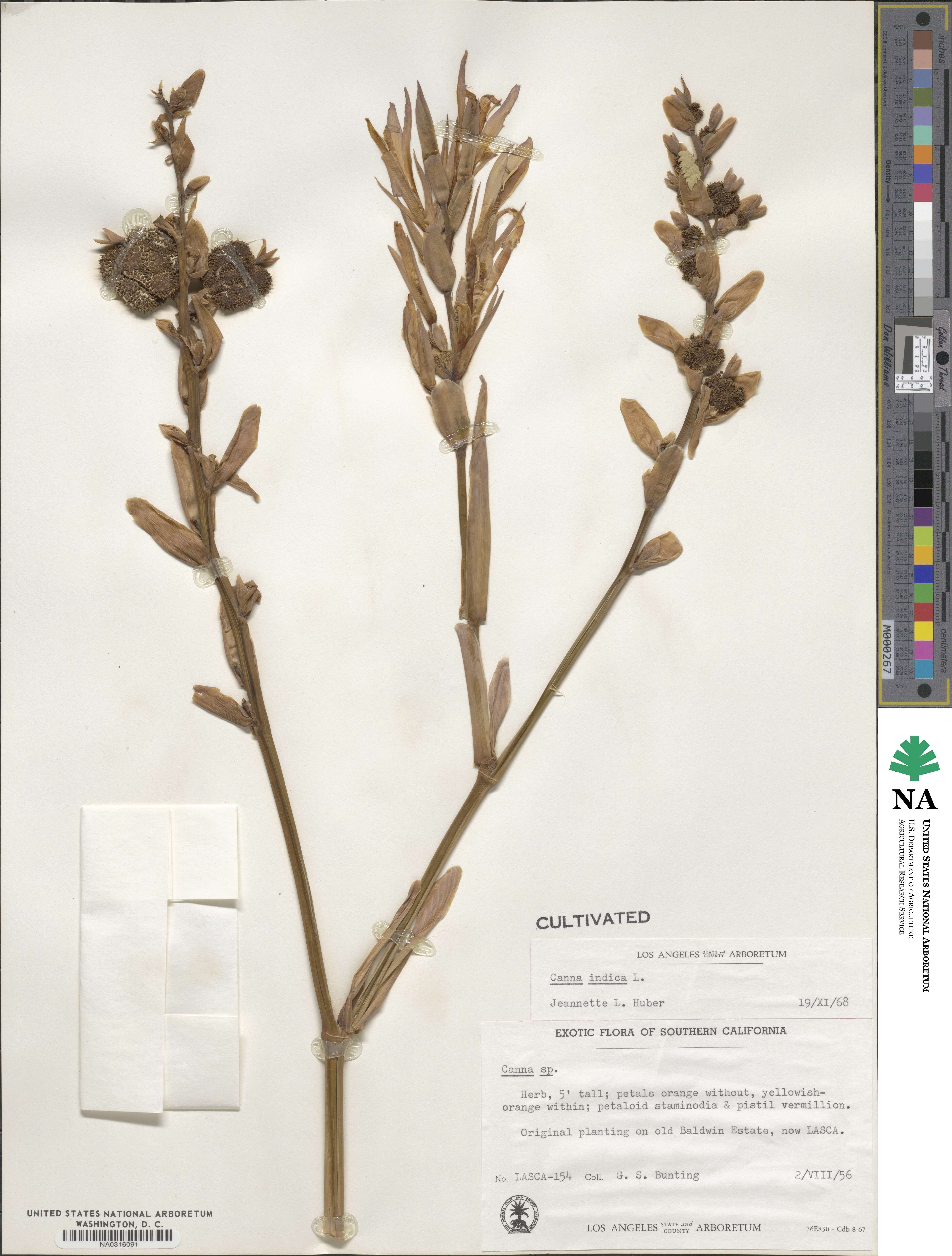 Canna indica image