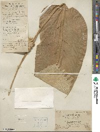 Stachyphrynium placentarium image