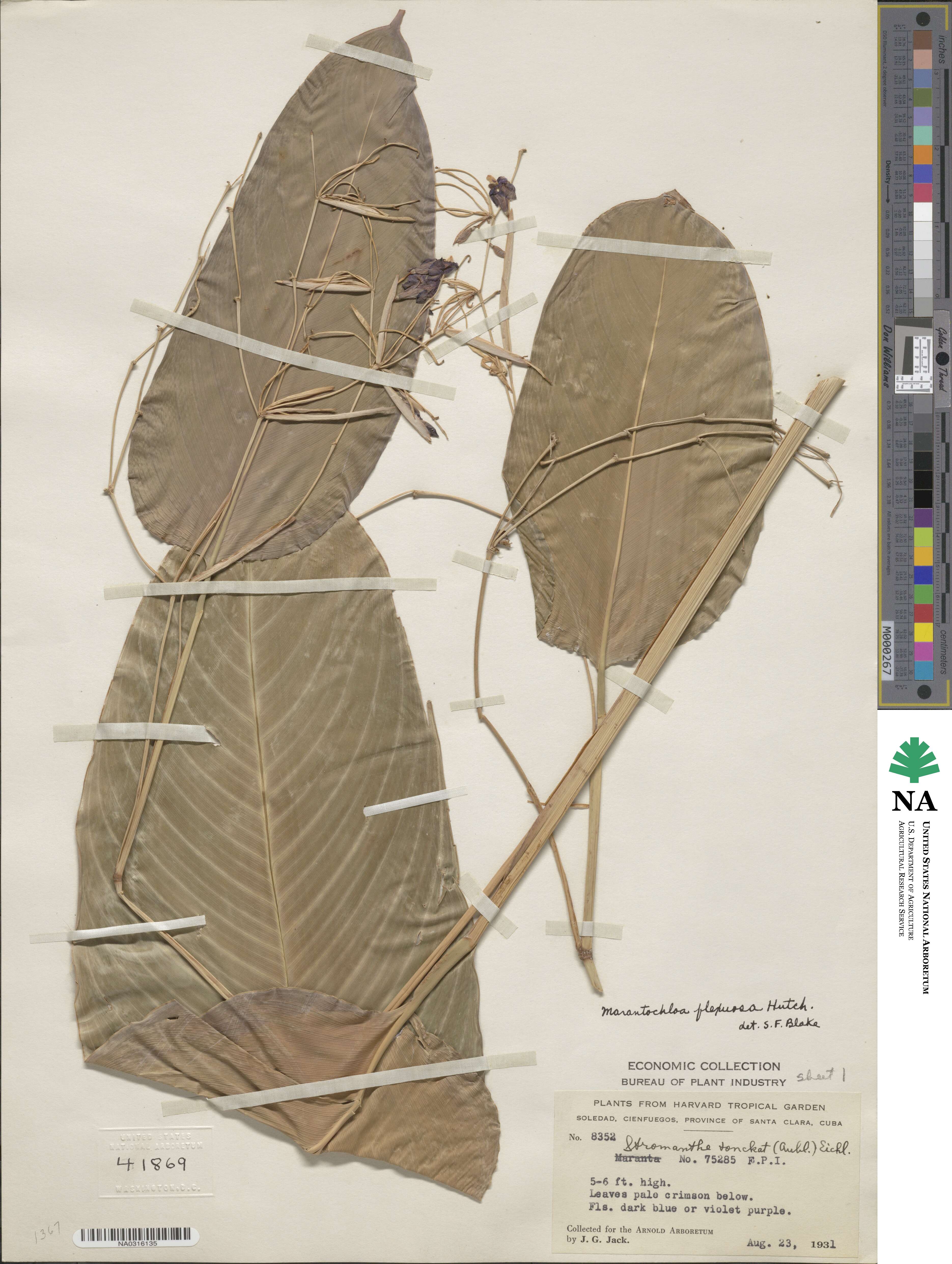 Marantochloa cuspidata image