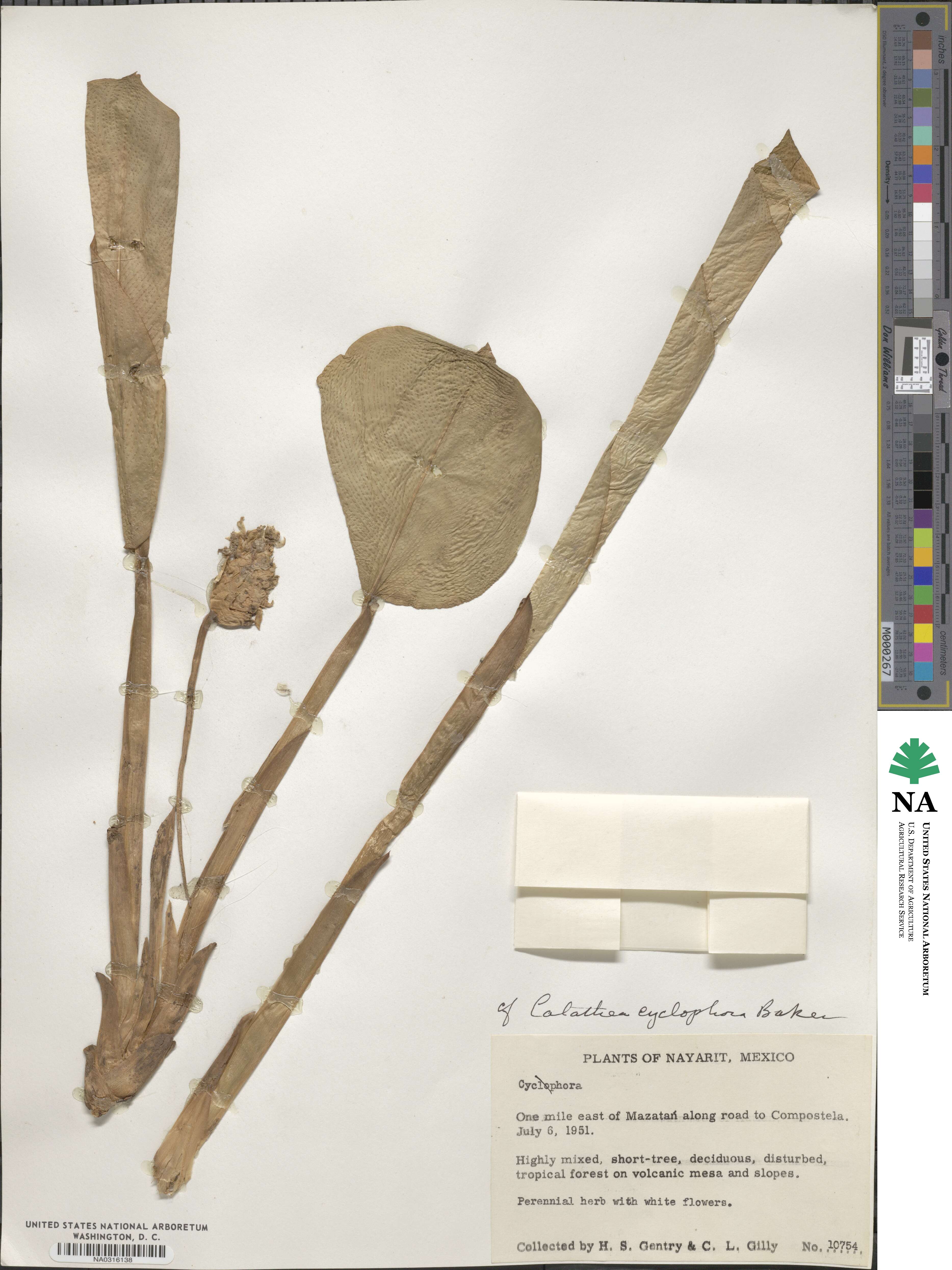 Goeppertia cyclophora image