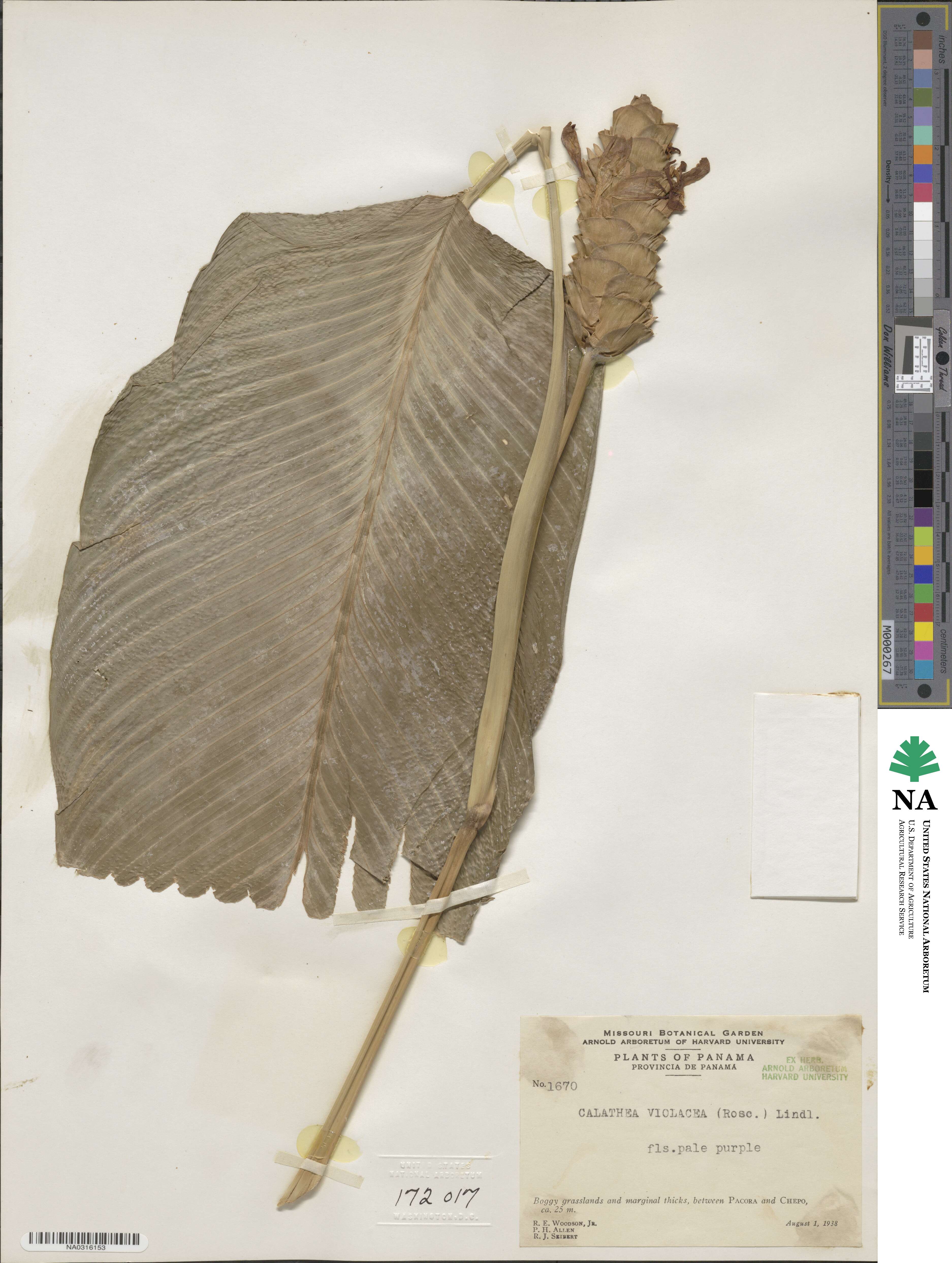 Goeppertia violacea image