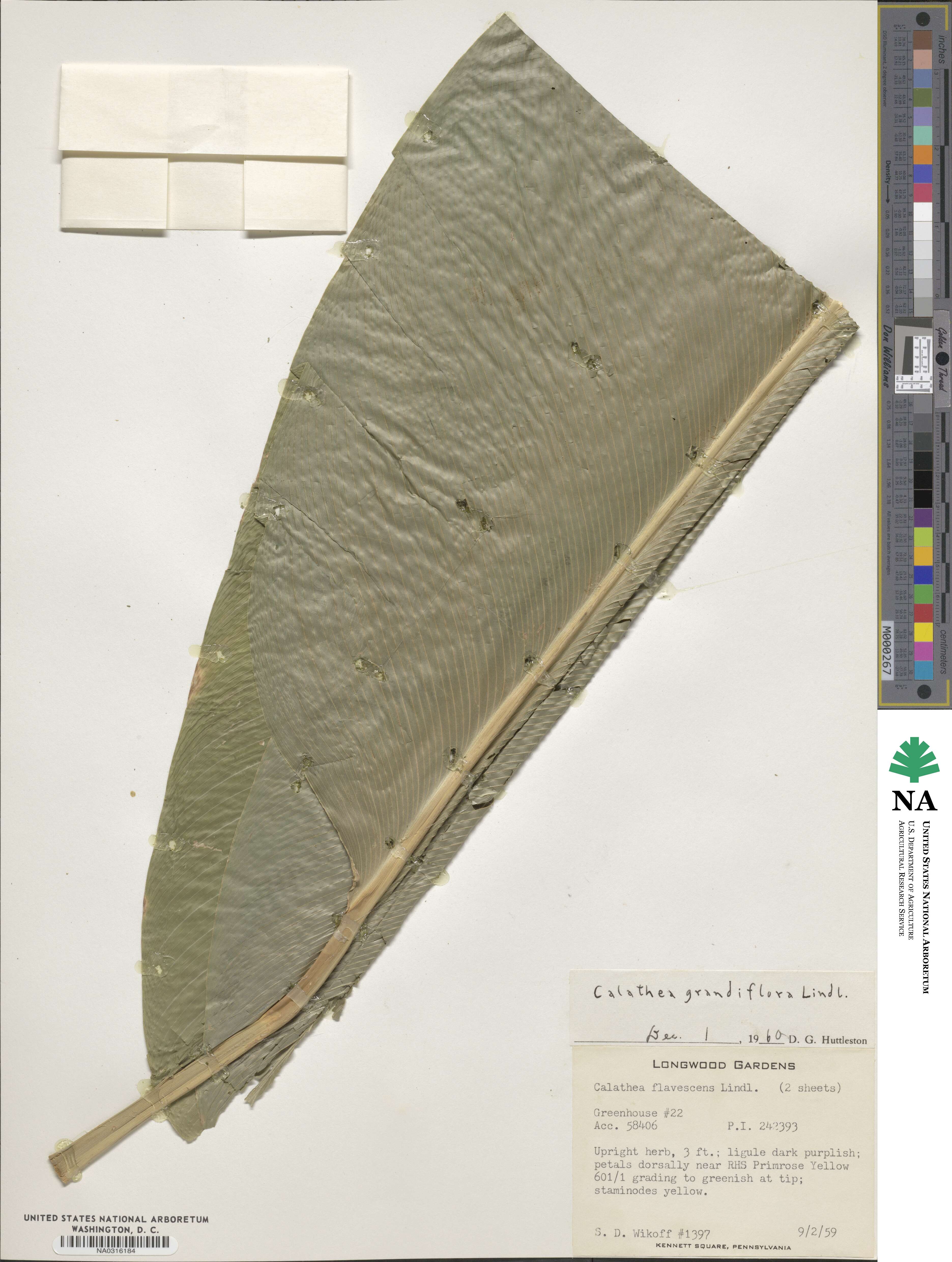 Goeppertia flavescens image