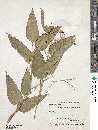 Maranta arundinacea image