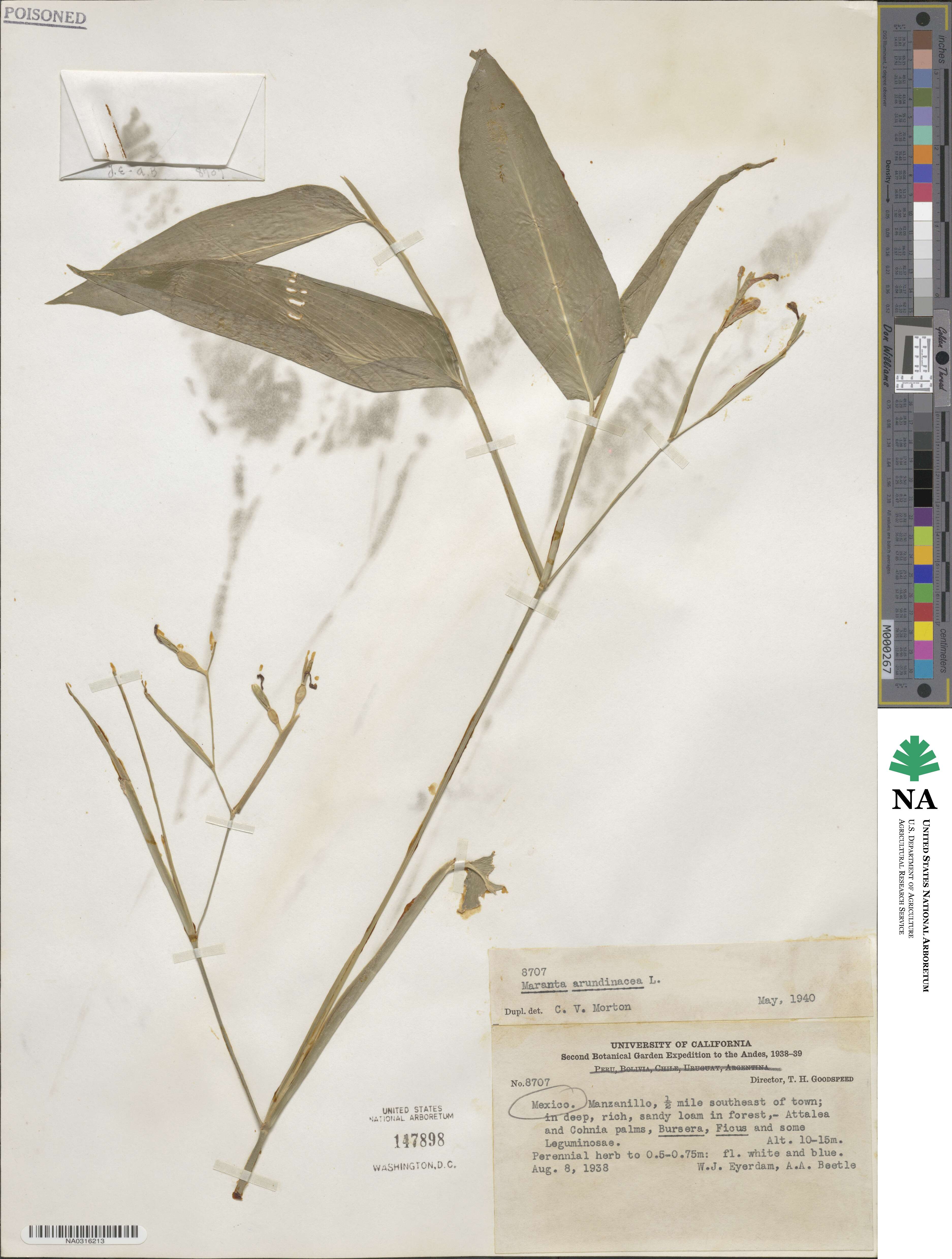 Maranta arundinacea image