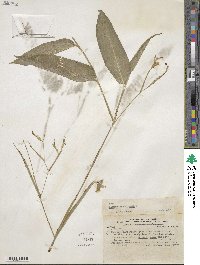 Maranta arundinacea image