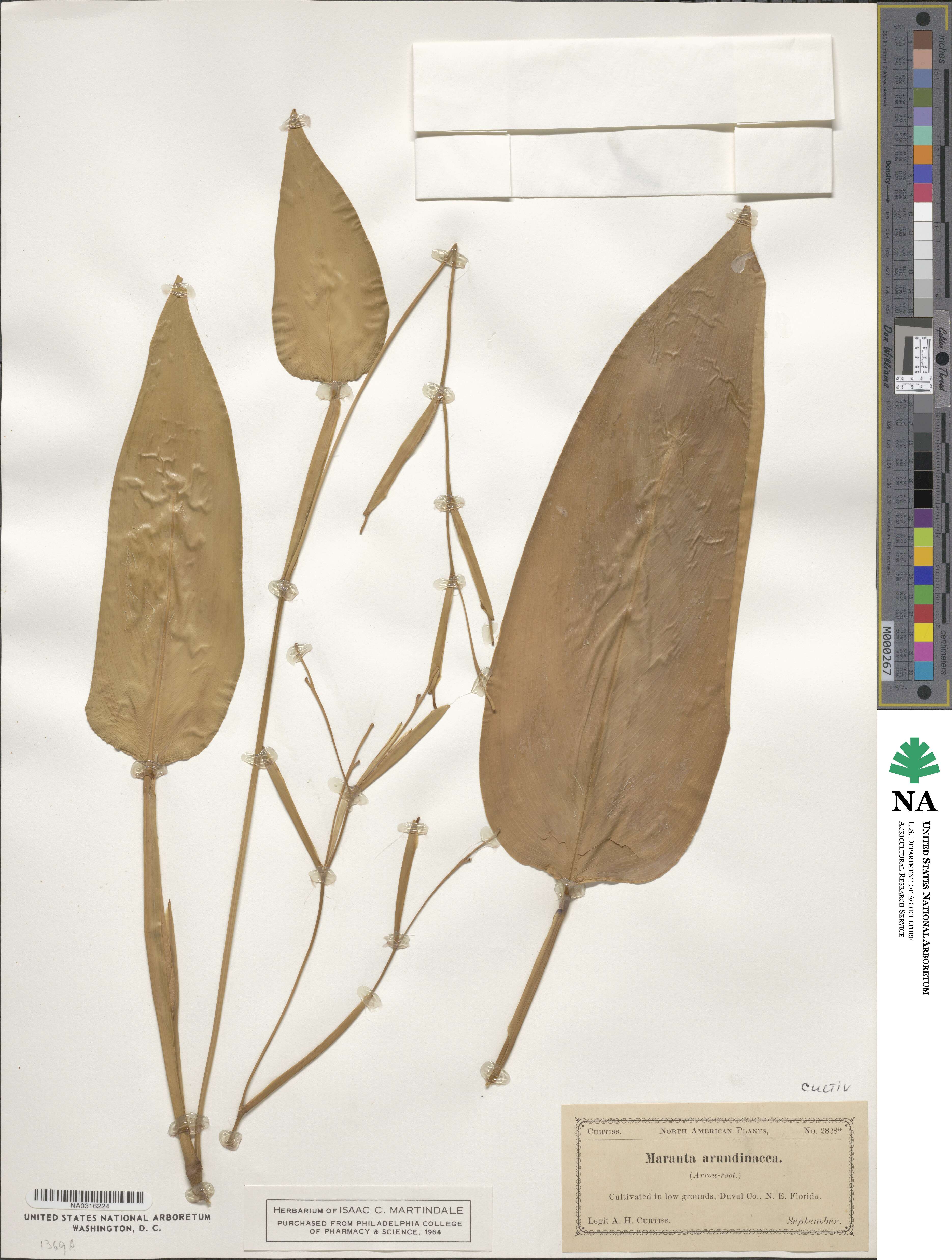 Maranta image