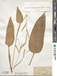 Maranta arundinacea image