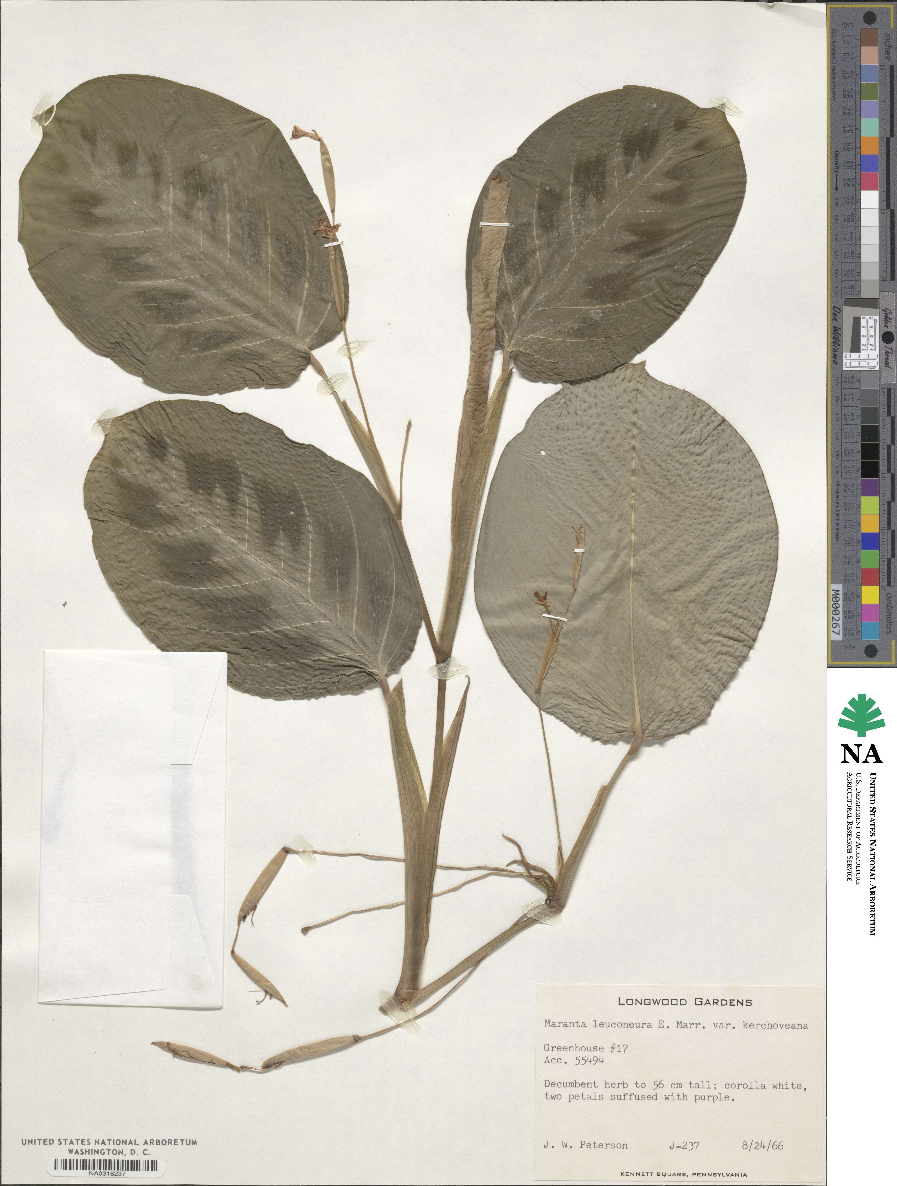 Maranta leuconeura image