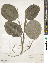 Maranta leuconeura image