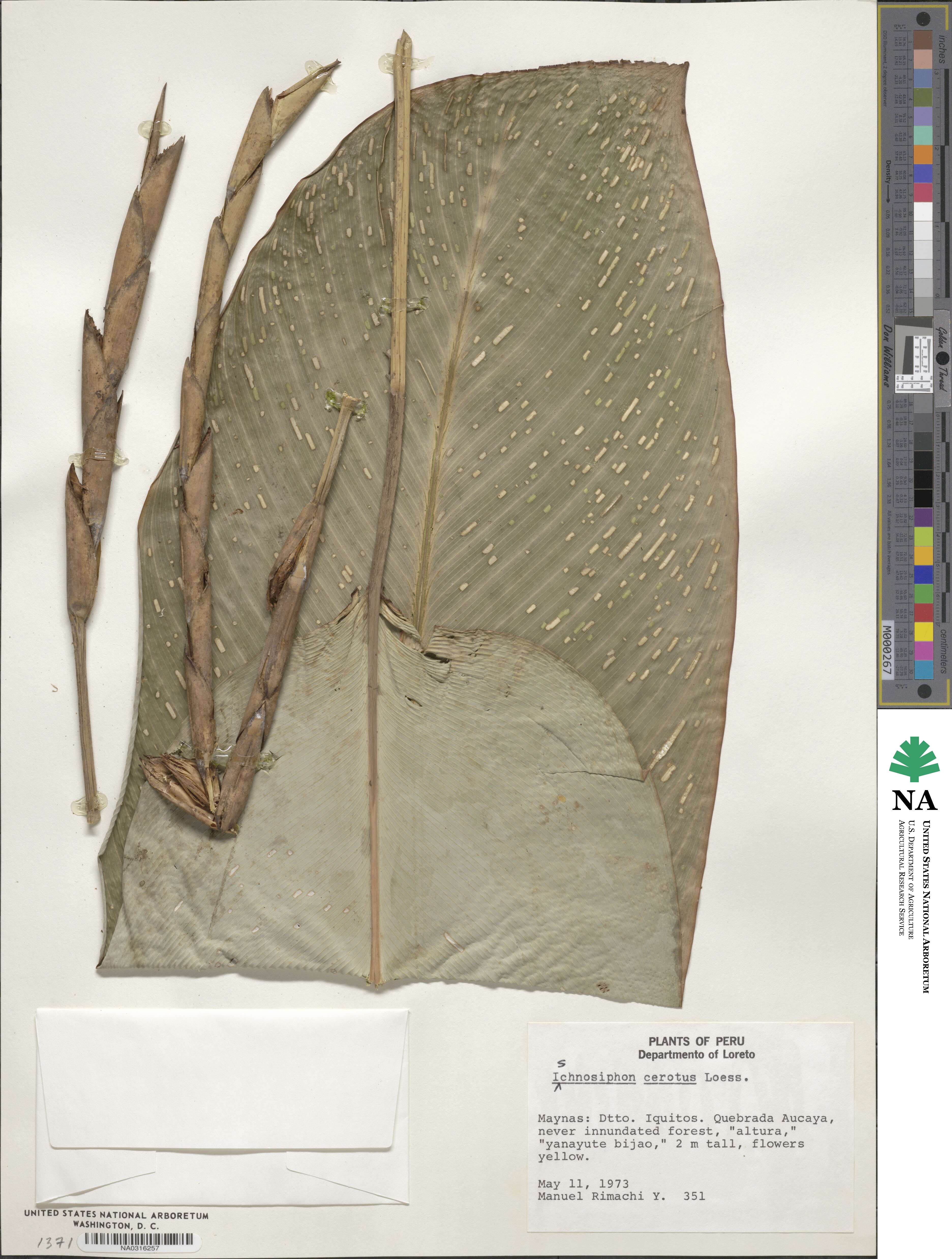 Ischnosiphon cerotus image