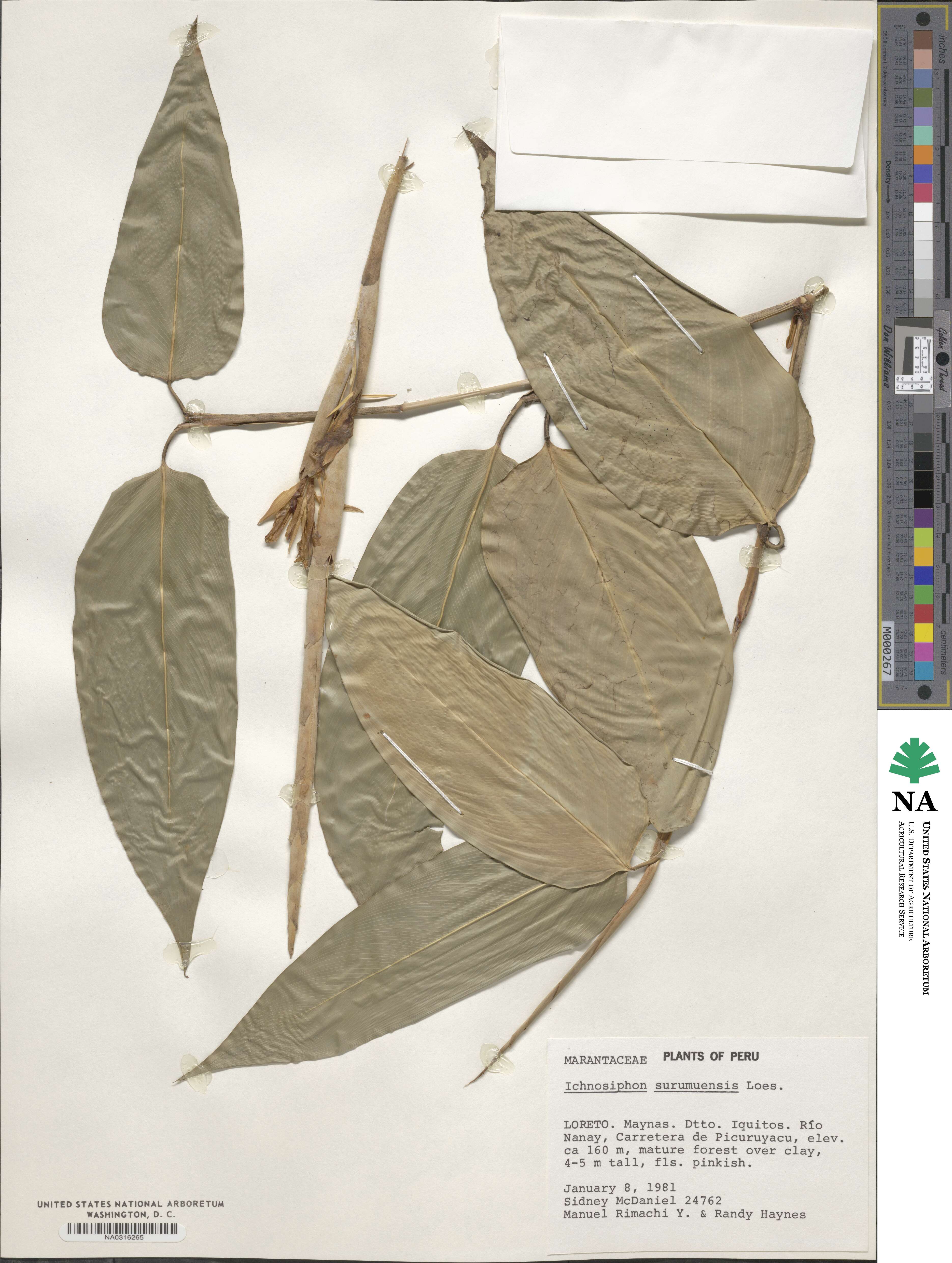 Ischnosiphon leucophaeus subsp. leucophaeus image