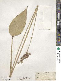 Thalia dealbata image