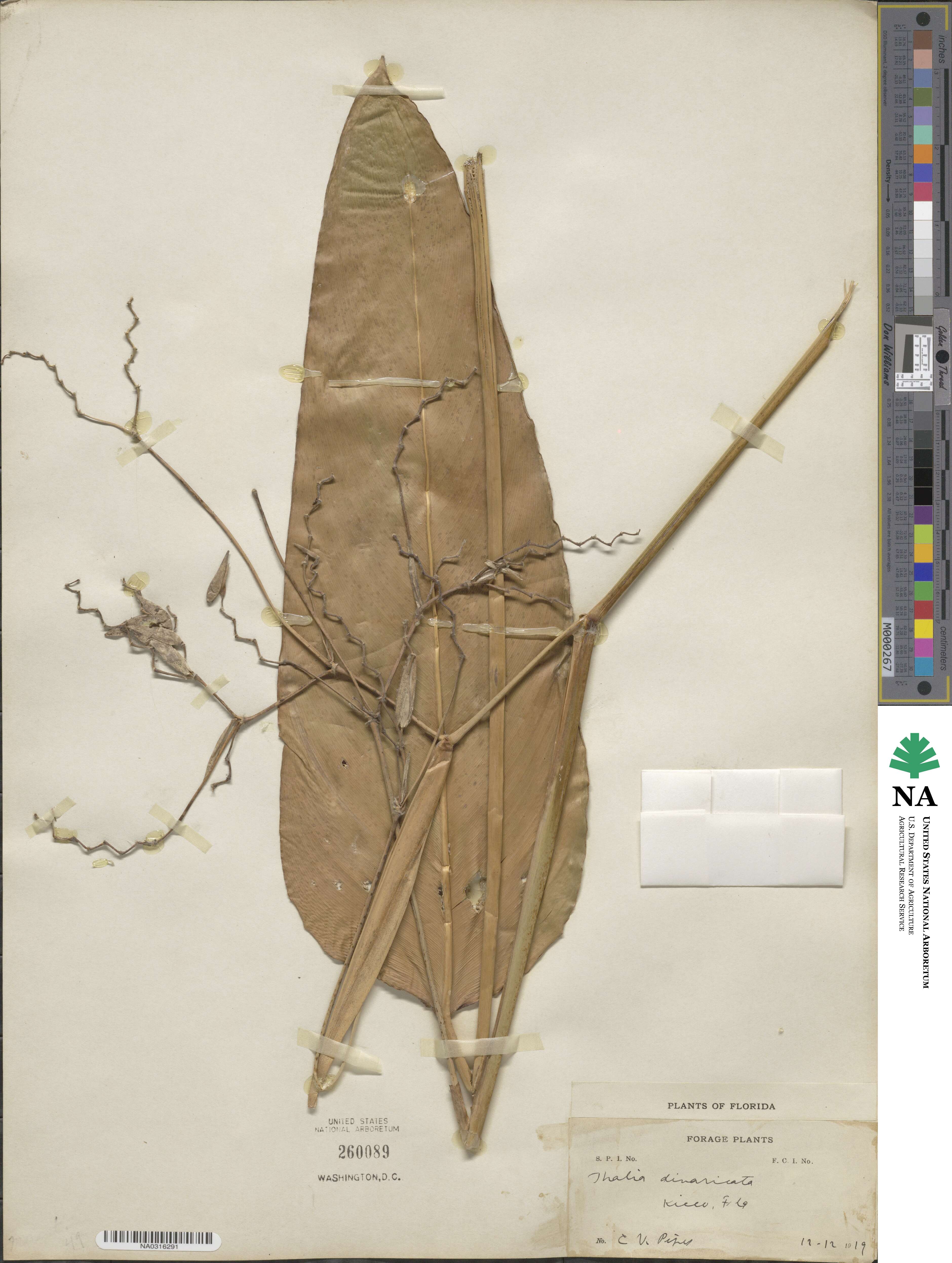 Thalia geniculata image