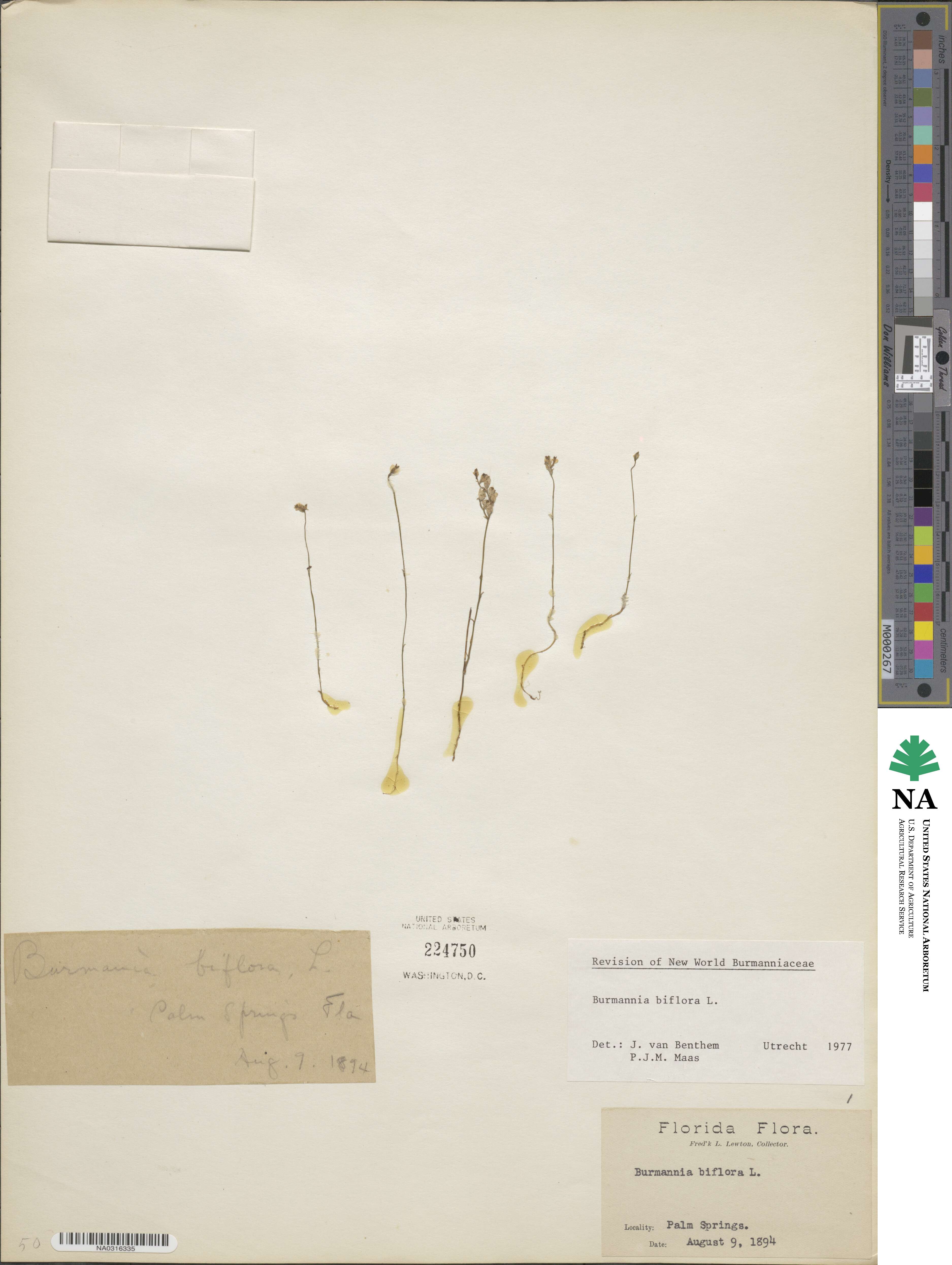 Burmannia biflora image