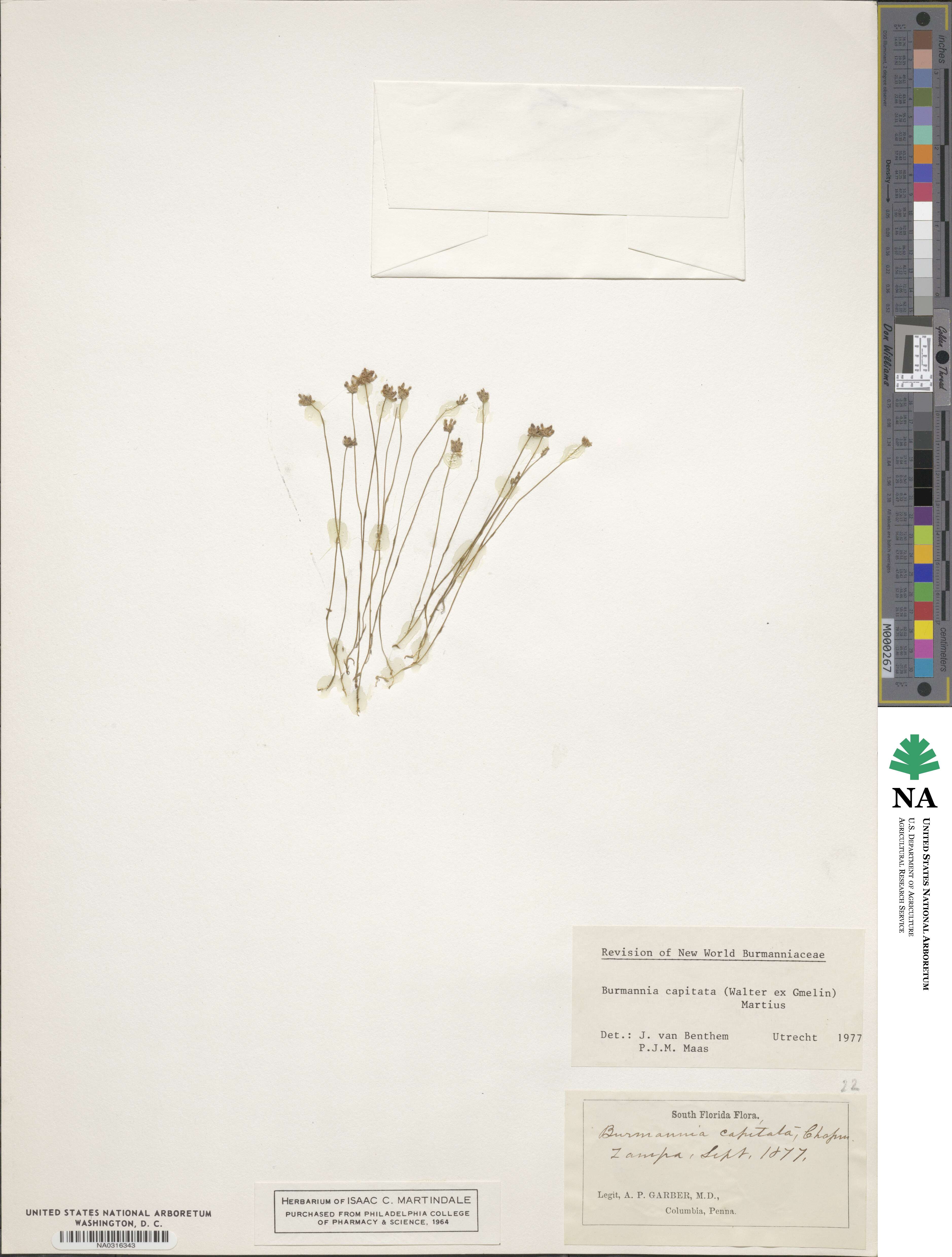 Burmannia capitata image