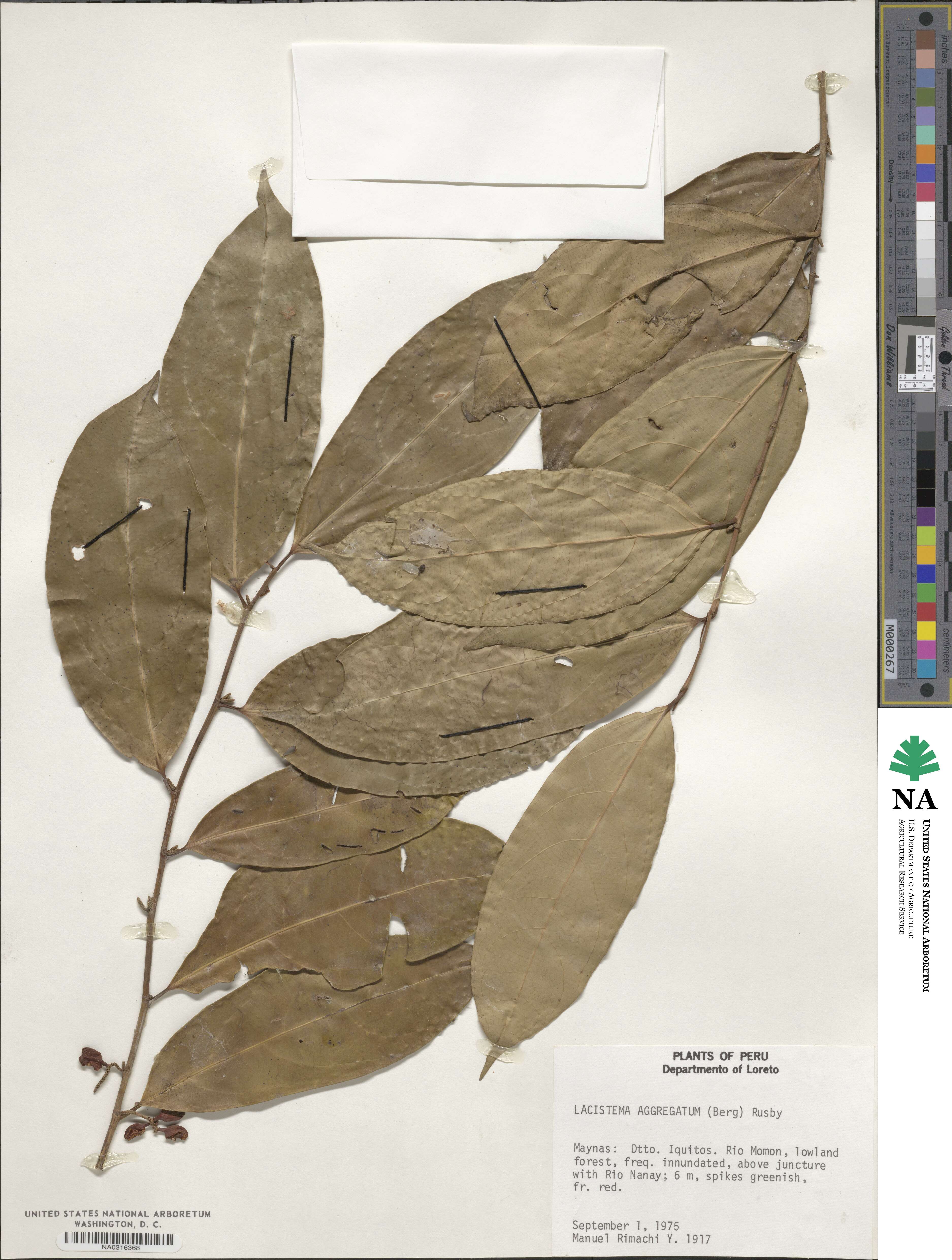 Lacistemataceae image