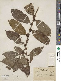 Lacistema pubescens image