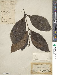 Sarcandra glabra subsp. brachystachys image