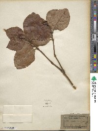 Sarcandra glabra subsp. brachystachys image