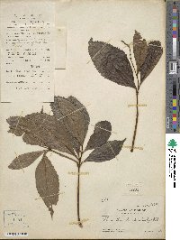 Sarcandra glabra subsp. brachystachys image