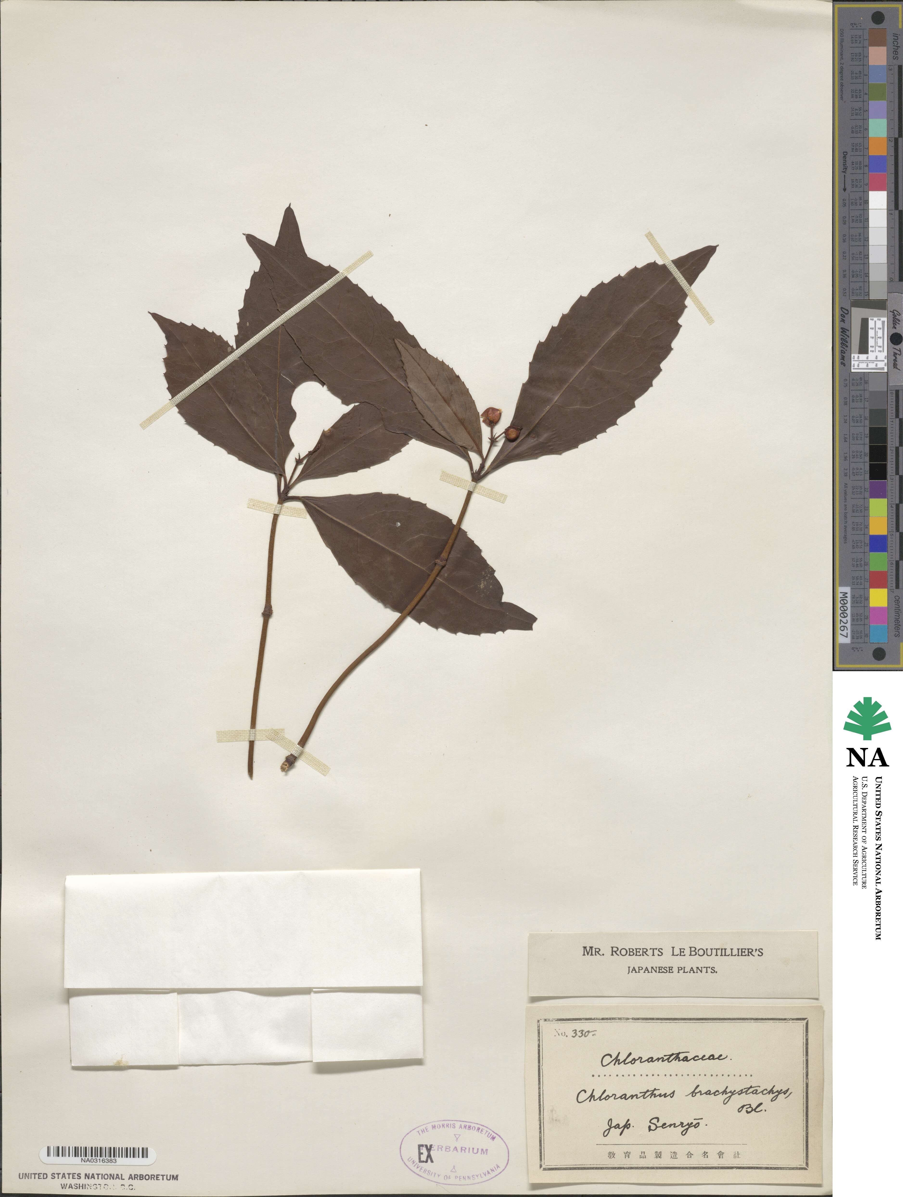 Sarcandra glabra subsp. brachystachys image