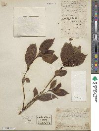 Sarcandra glabra subsp. brachystachys image