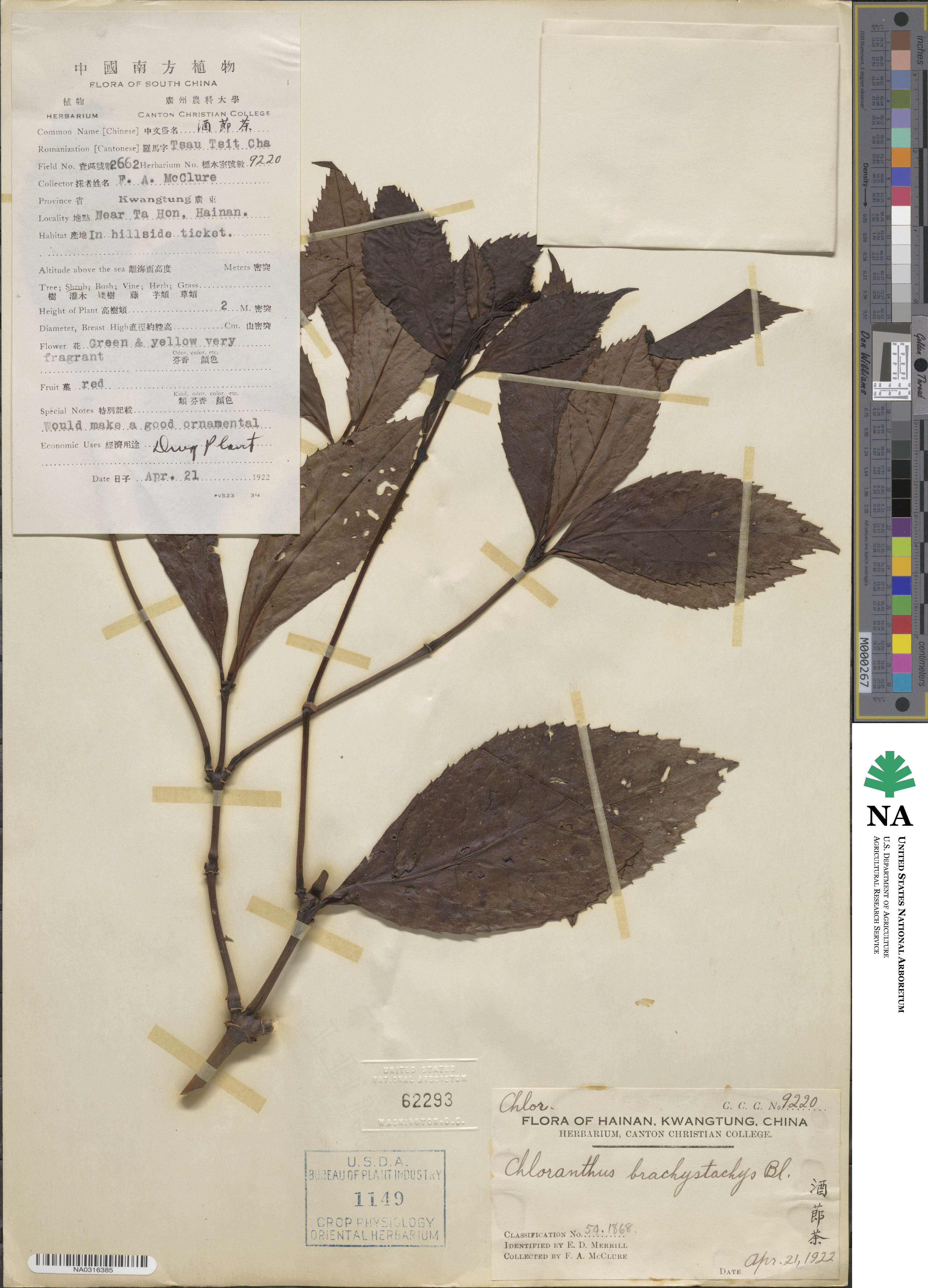 Sarcandra glabra subsp. brachystachys image