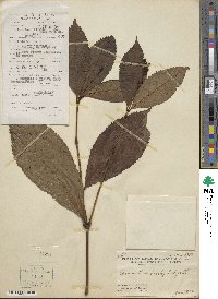 Sarcandra glabra subsp. brachystachys image