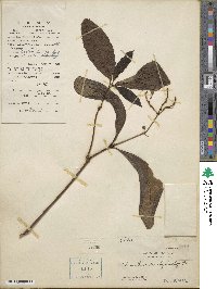 Sarcandra glabra subsp. brachystachys image