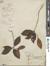 Sarcandra glabra subsp. brachystachys image