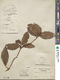 Sarcandra glabra subsp. brachystachys image