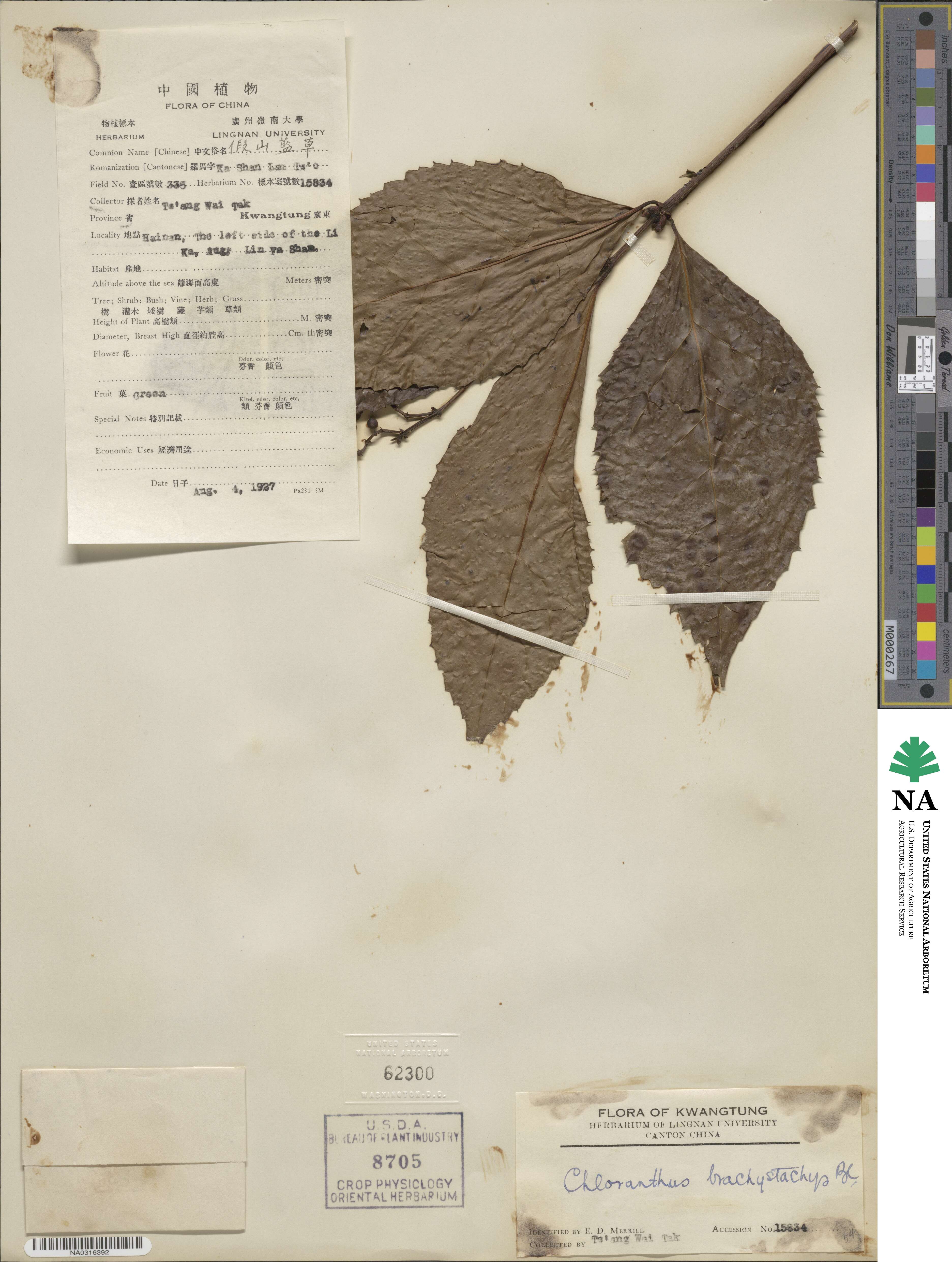 Sarcandra glabra subsp. brachystachys image