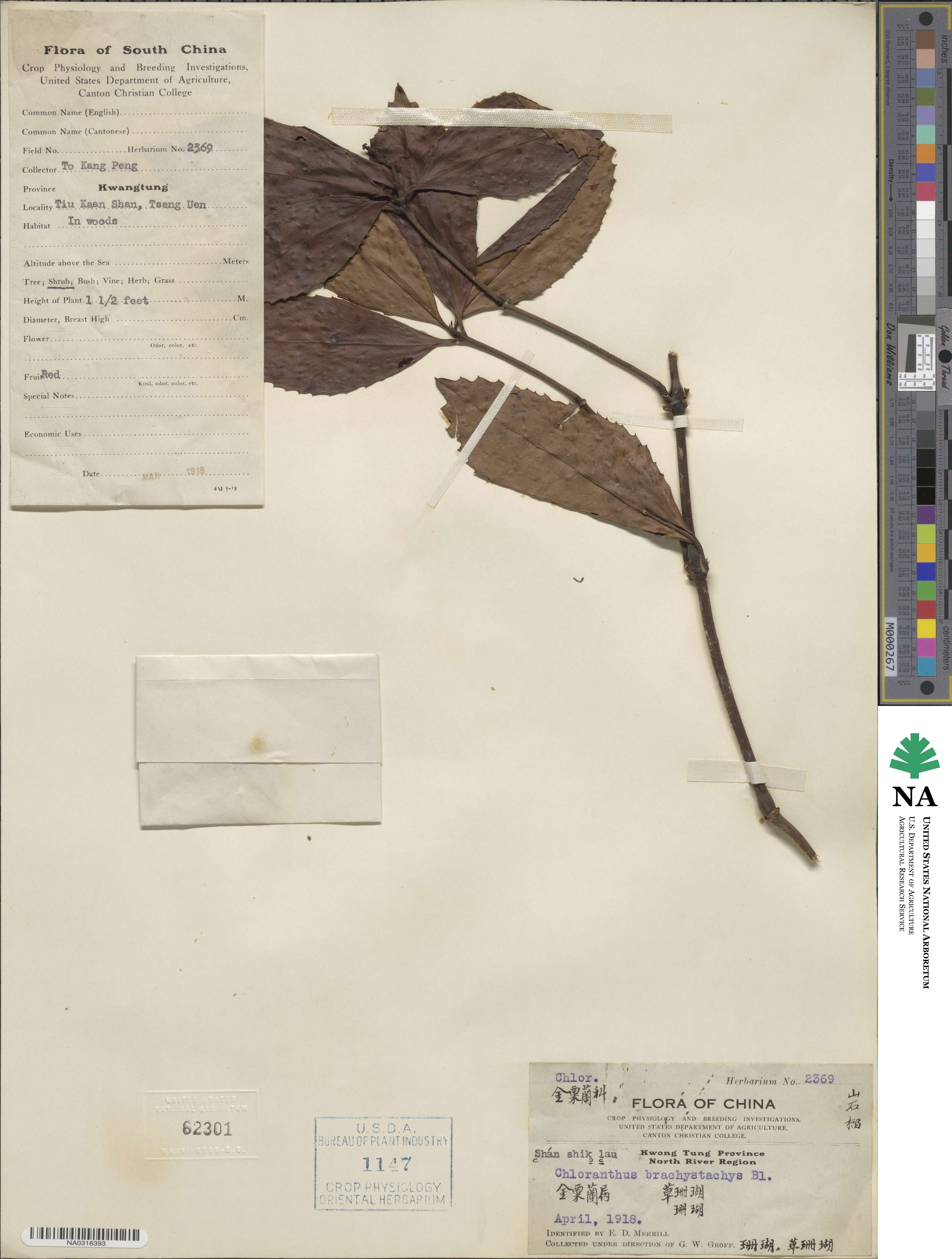 Sarcandra glabra subsp. brachystachys image