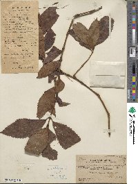 Sarcandra glabra subsp. brachystachys image