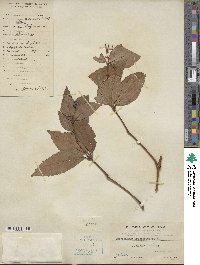 Sarcandra glabra subsp. brachystachys image