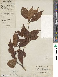 Sarcandra glabra subsp. brachystachys image