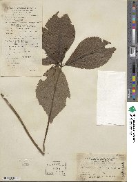 Chloranthus fortunei image