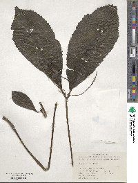 Chloranthus henryi image