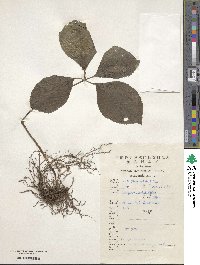 Chloranthus henryi image