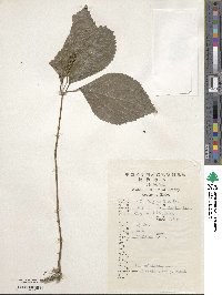 Chloranthus henryi image