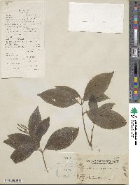 Image of Chloranthus inconspicuus