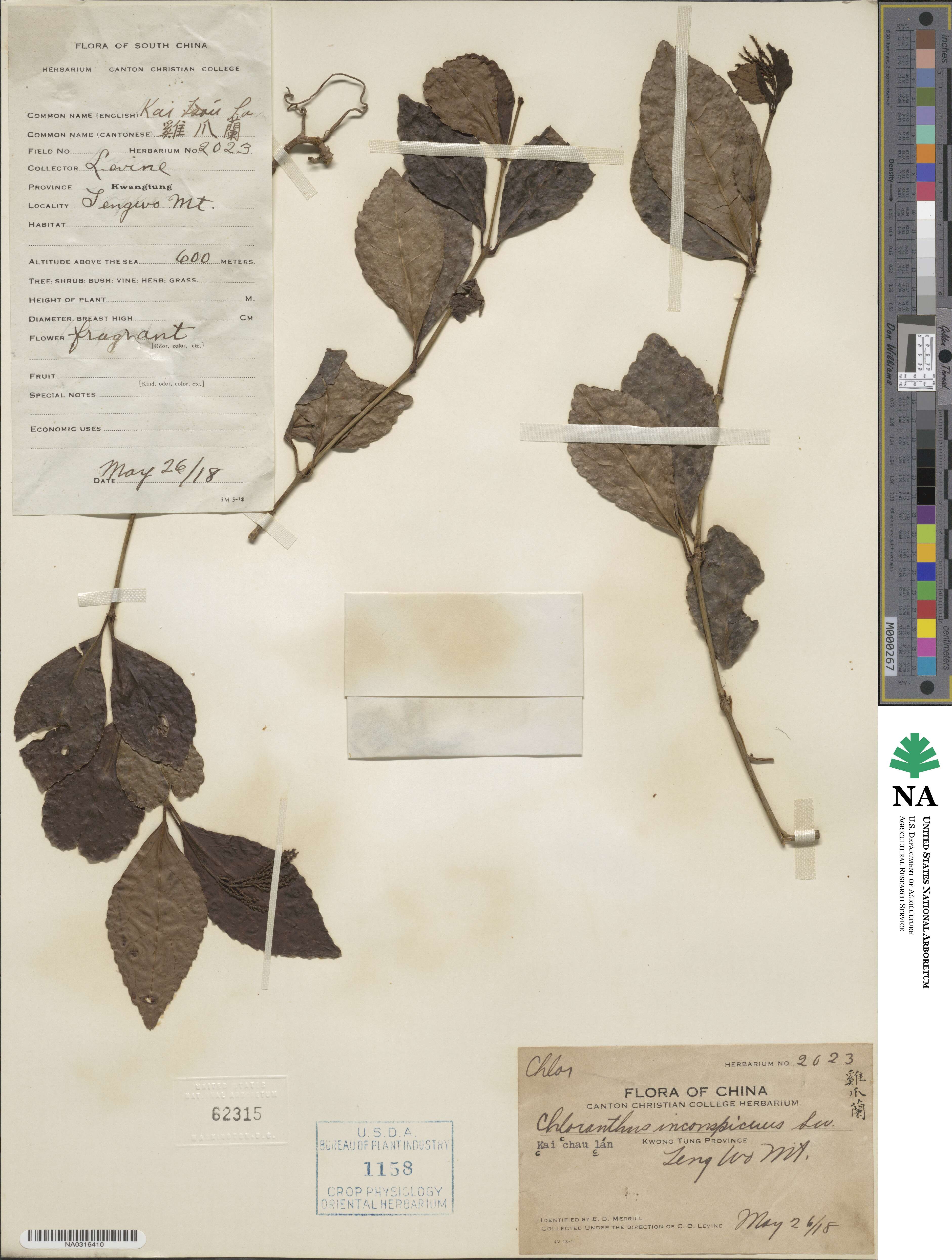 Chloranthus inconspicuus image