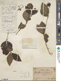 Chloranthus inconspicuus image