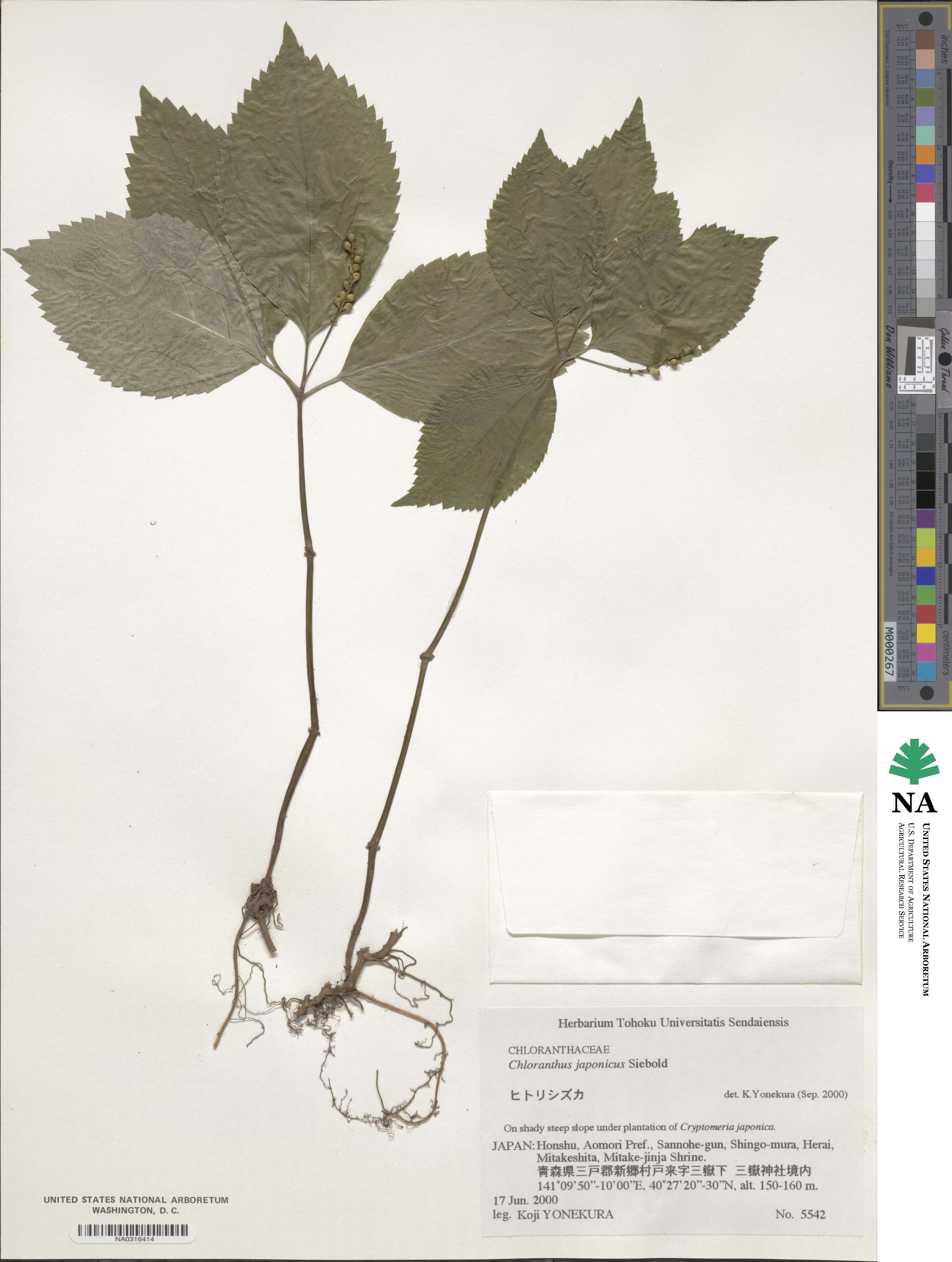 Chloranthus japonicus image