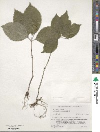 Chloranthus japonicus image