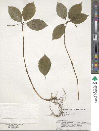 Chloranthus japonicus image