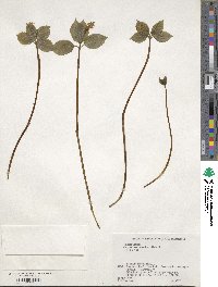 Chloranthus japonicus image