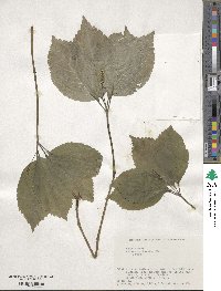 Chloranthus japonicus image