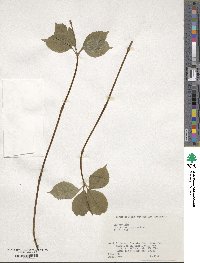 Chloranthus japonicus image